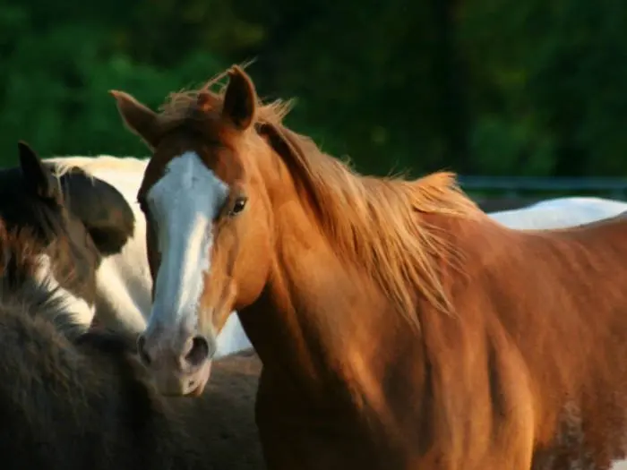 caballos sierra madrid